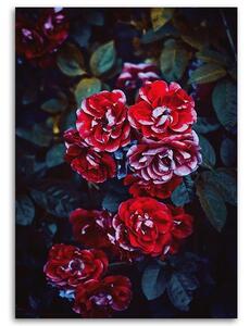 Obraz na plátne Červené kvety na pozadí listov Rozmery: 40 x 60 cm