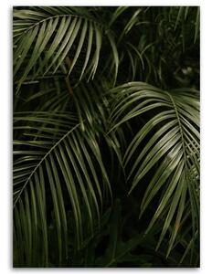 Obraz na plátne Zelené palmové listy Rozmery: 40 x 60 cm