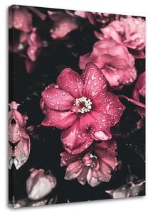 Obraz na plátne Ružové kvety na tmavom pozadí Rozmery: 40 x 60 cm