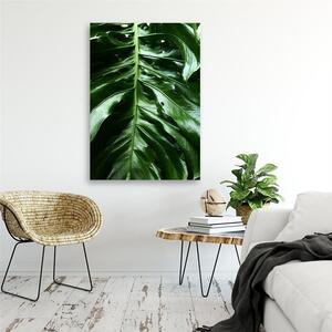 Obraz na plátne Hladký list rastliny monstera Rozmery: 40 x 60 cm