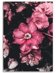 Obraz na plátne Ružové kvety na tmavom pozadí Rozmery: 40 x 60 cm