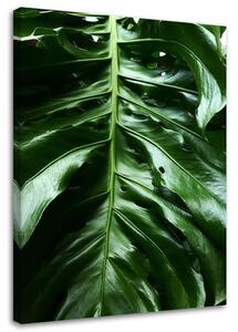 Obraz na plátne Hladký list rastliny monstera Rozmery: 40 x 60 cm