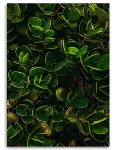 Obraz na plátne Zelené listy exotických rastlín Rozmery: 40 x 60 cm