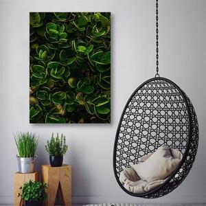 Obraz na plátne Zelené listy exotických rastlín Rozmery: 40 x 60 cm