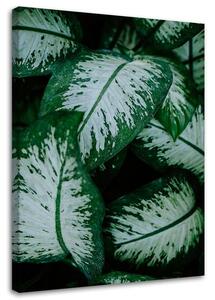 Obraz na plátne Tropické listy biele a zelené Rozmery: 40 x 60 cm