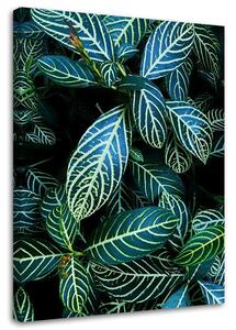 Obraz na plátne Listy tropických rastlín Rozmery: 40 x 60 cm