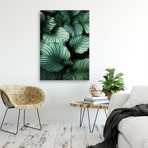 Obraz na plátne Tropické listy Rozmery: 40 x 60 cm