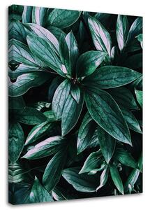 Obraz na plátne Listy tropických rastlín Rozmery: 40 x 60 cm