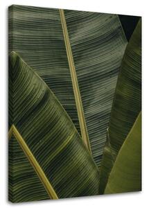 Obraz na plátne Tropické banánové listy Rozmery: 40 x 60 cm