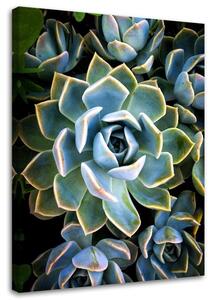 Gario Obraz Biely sukulentný kvet Veľkosť: 40 x 60 cm, Prevedenie: Obraz na plátne