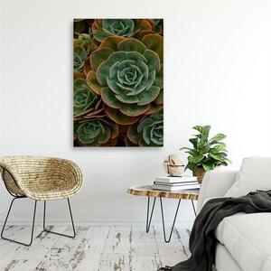 Obraz na plátne Zelený sukulentný kvet Rozmery: 40 x 60 cm