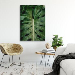 Obraz na plátne Tropické monstery Rozmery: 40 x 60 cm