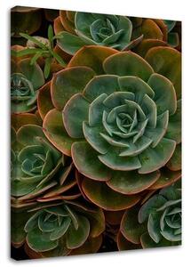 Obraz na plátne Zelený sukulentný kvet Rozmery: 40 x 60 cm