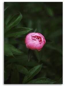 Obraz na plátne Ružový kvet Rozmery: 40 x 60 cm