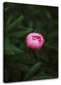 Obraz na plátne Ružový kvet Rozmery: 40 x 60 cm