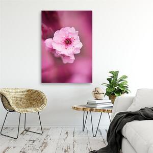 Obraz na plátne Čerešňový kvet na ružovom pozadí Rozmery: 40 x 60 cm