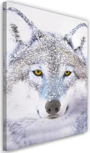 Obraz na plátne Biely vlk na snehu Rozmery: 40 x 60 cm