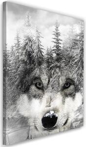Obraz na plátne Vlk v zimnej scenérii Rozmery: 40 x 60 cm