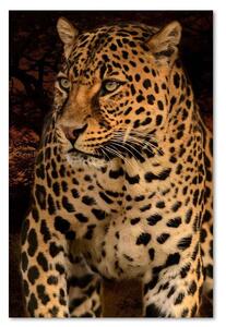 Obraz na plátne Leopardia fotografia na čiernom pozadí Rozmery: 40 x 60 cm