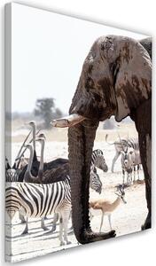 Obraz na plátne Zvieratá na savane - slon zebry pštrosy antilopy Rozmery: 40 x 60 cm