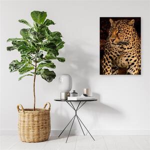 Obraz na plátne Leopardia fotografia na čiernom pozadí Rozmery: 40 x 60 cm
