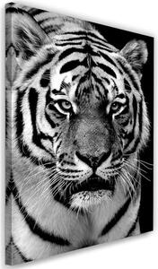 Obraz na plátne Čiernobiely tiger Rozmery: 40 x 60 cm