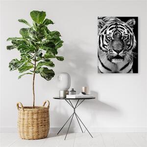 Obraz na plátne Čiernobiely tiger Rozmery: 40 x 60 cm