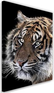 Obraz na plátne Tiger na čiernom pozadí Rozmery: 40 x 60 cm