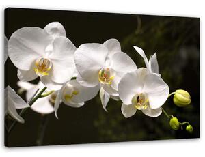 Obraz na plátne Biele orchidey na čiernom pozadí Rozmery: 60 x 40 cm