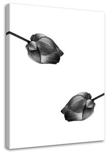 Obraz Dve sivé kvety Veľkosť: 40 x 60 cm, Prevedenie: Obraz na plátne