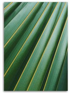 Obraz na plátne Fragment palmového listu Rozmery: 40 x 60 cm