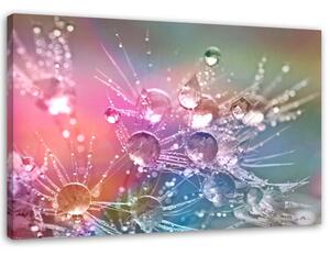 Obraz na plátne Kvapky vody na púpave Rozmery: 60 x 40 cm