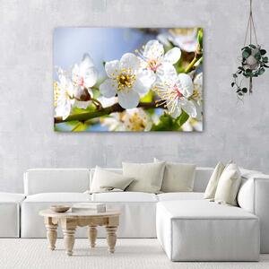 Obraz na plátne Kvitnúca vetva Rozmery: 60 x 40 cm