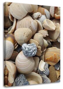 Obraz na plátne Mušle a kamene na pláži Rozmery: 40 x 60 cm