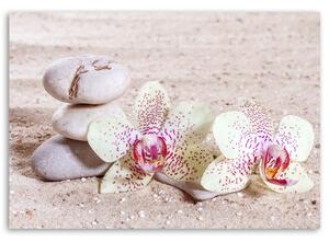 Obraz na plátne Orchidea a kamene na piesku Rozmery: 60 x 40 cm