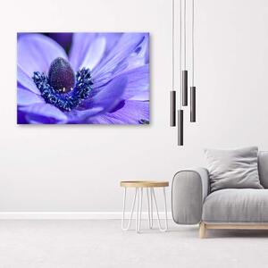 Obraz na plátne Modrá a fialová kvetina Rozmery: 60 x 40 cm