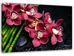 Obraz na plátne Orchidea na bambuse Rozmery: 60 x 40 cm