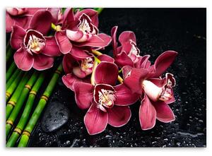 Obraz na plátne Orchidea na bambuse Rozmery: 60 x 40 cm
