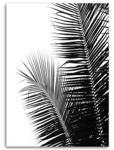 Obraz na plátne Palmové listy Rozmery: 40 x 60 cm