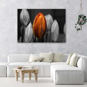 Obraz na plátne Oranžový tulipán Rozmery: 60 x 40 cm