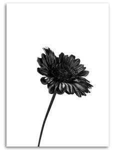 Obraz na plátne Jeden kvet Rozmery: 40 x 60 cm