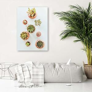 Obraz na plátne Rastliny v kvetináčoch Rozmery: 40 x 60 cm