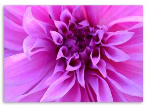 Obraz na plátne Fialový kvet Rozmery: 60 x 40 cm