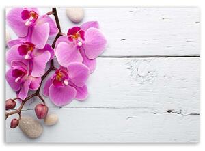 Obraz na plátne Ružová orchidea a púčiky Rozmery: 60 x 40 cm