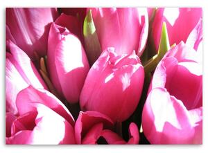 Obraz na plátne Kytica ružových tulipánov Rozmery: 60 x 40 cm