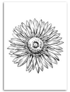 Obraz na plátne Kvetinový náčrt Rozmery: 40 x 60 cm