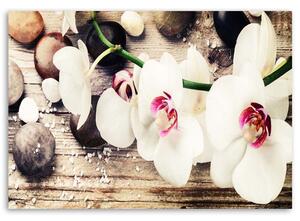 Obraz na plátne Biele zenové orchidey Rozmery: 60 x 40 cm