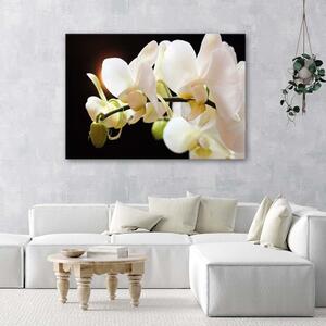 Obraz na plátne Detail orchideí Rozmery: 60 x 40 cm