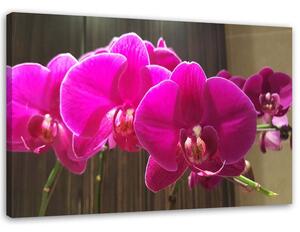 Obraz na plátne Orchidey Fuchsia Rozmery: 60 x 40 cm