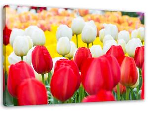 Obraz na plátne Viacfarebné tulipány Rozmery: 60 x 40 cm